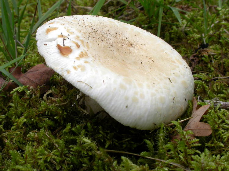 russula virescens Bild 1