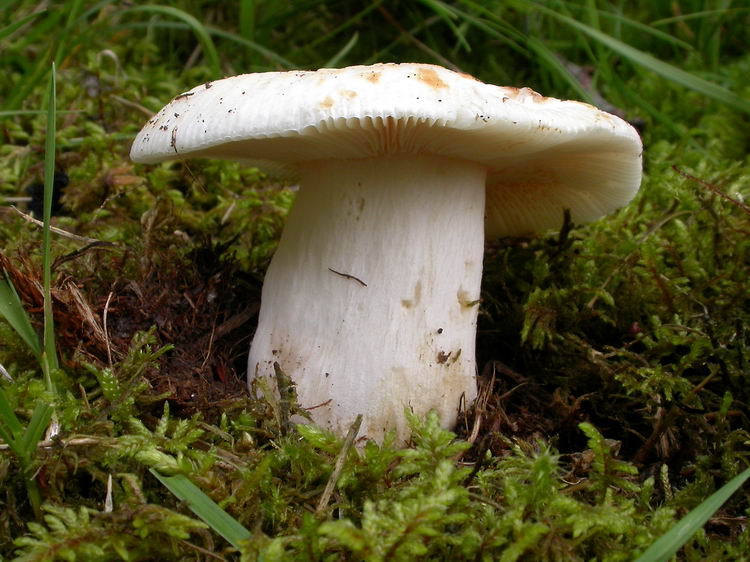russula virescens Bild 2