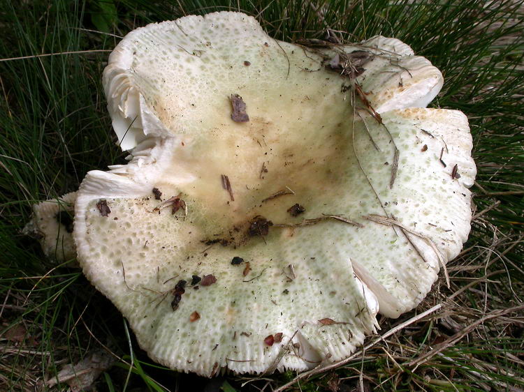 russula virescens Bild 4