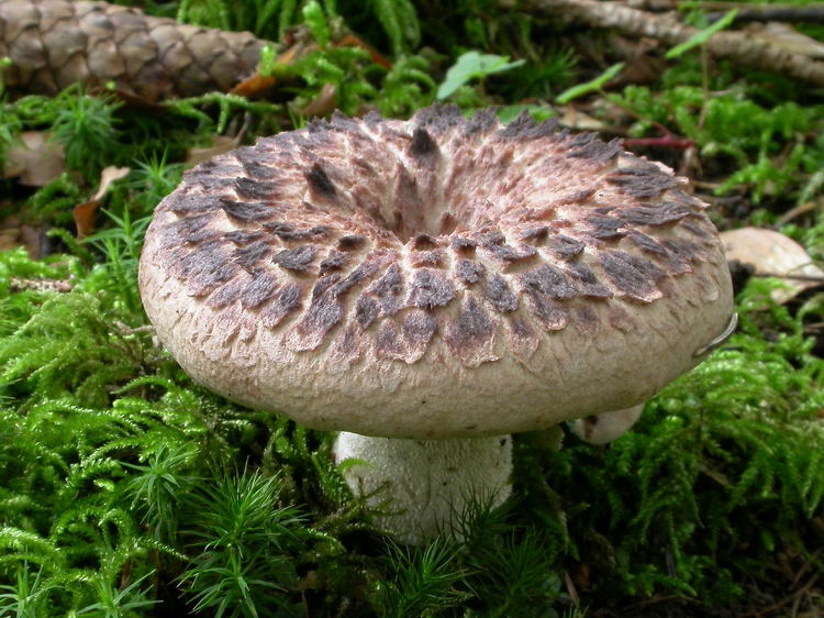 Sarcodon imbricatus Bild 1