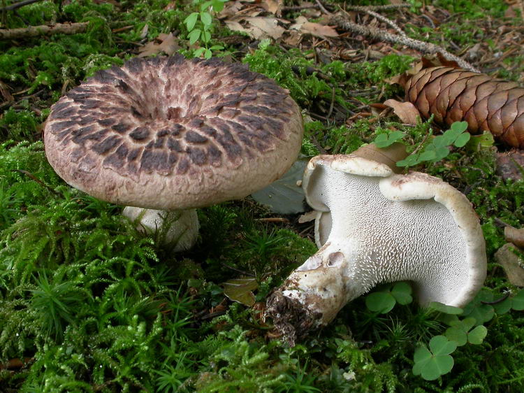 Sarcodon imbricatus Bild 2