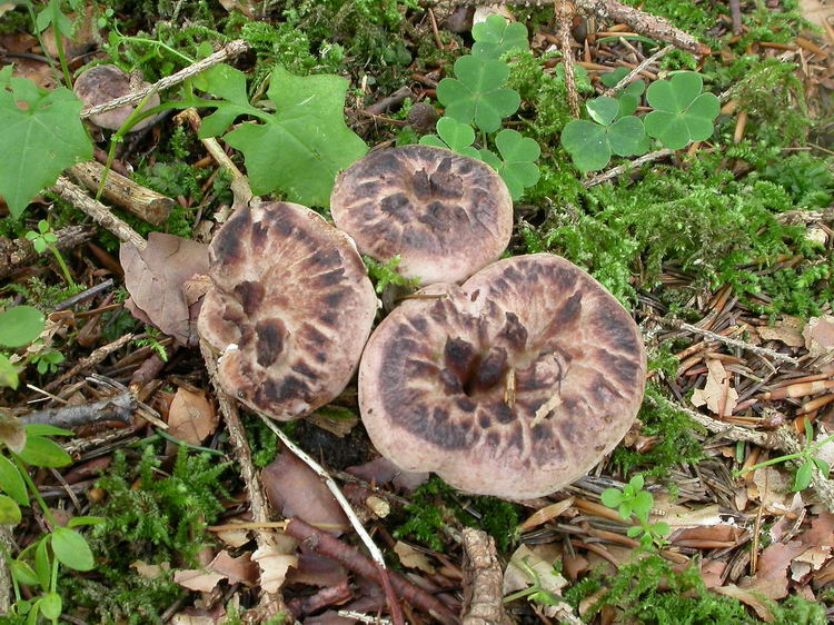 Sarcodon imbricatus Bild 3