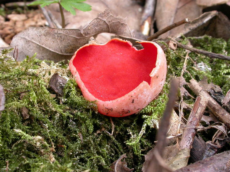 sarcoscypha austriaca Bild 2