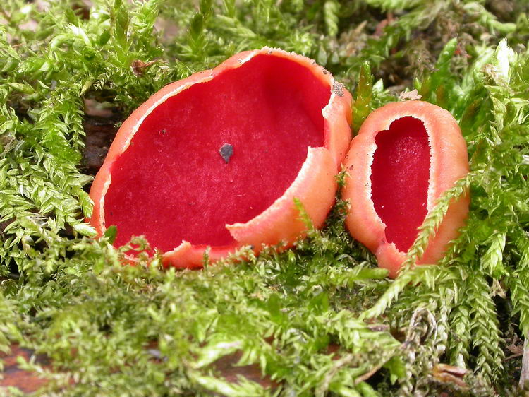 sarcoscypha austriaca Bild 3