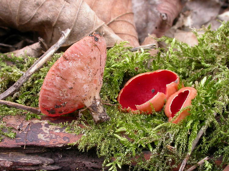 sarcoscypha austriaca Bild 4
