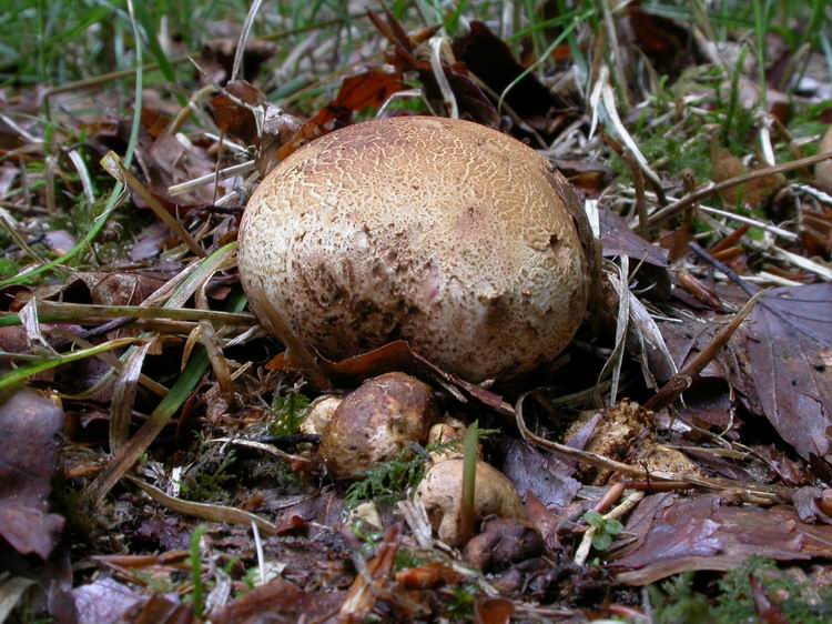 Scleroderma citrinum Bild 2