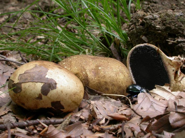 Scleroderma citrinum Bild 5