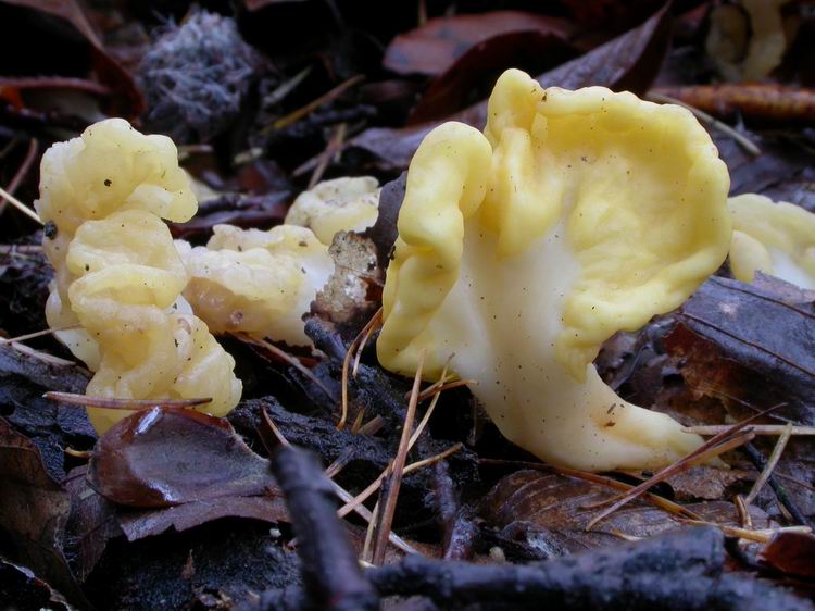 Spathularia flavida Bild 1