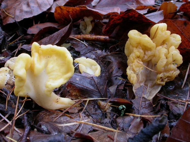 Spathularia flavida Bild 2