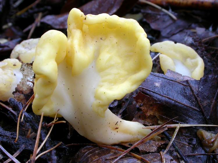 Spathularia flavida Bild 3