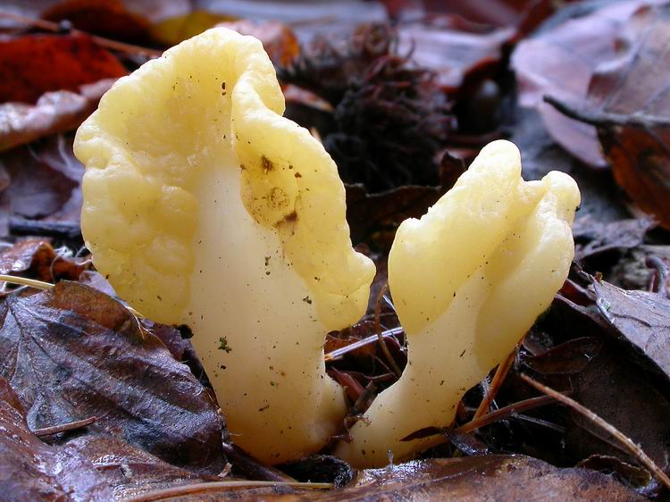 Spathularia flavida Bild 4