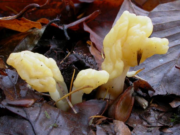 Spathularia flavida Bild 5