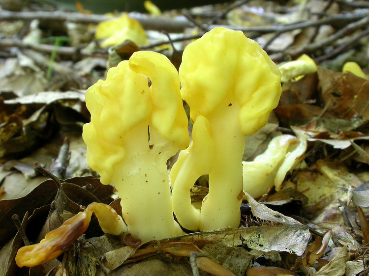 Spathularia flavida Bild 8