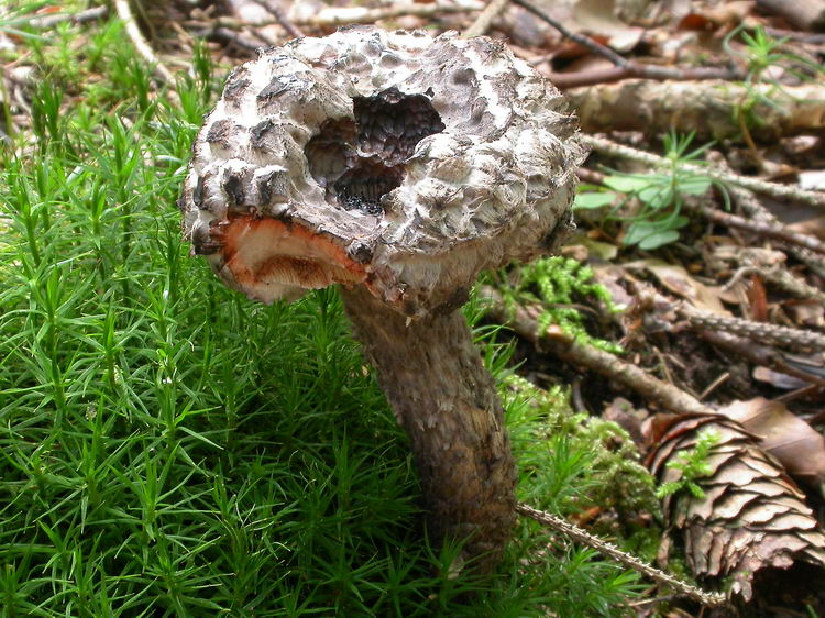 Strobilomyces strobilaceus Bild 1