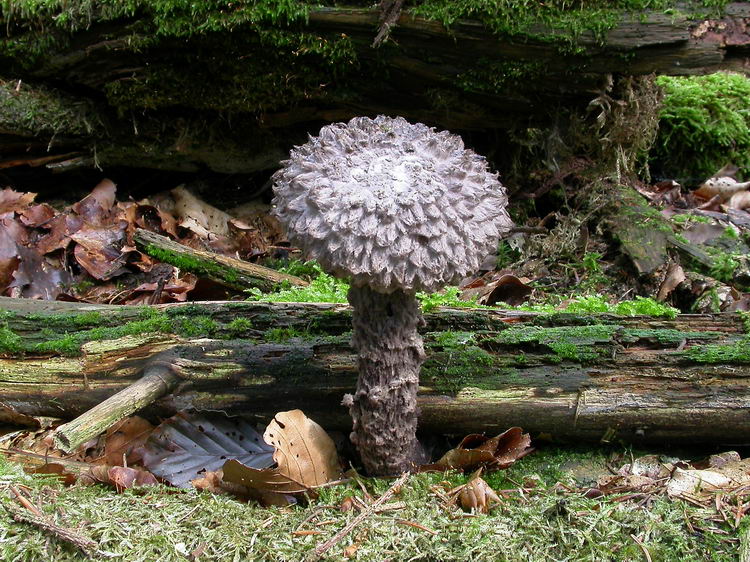 Strobilomyces strobilaceus Bild 2