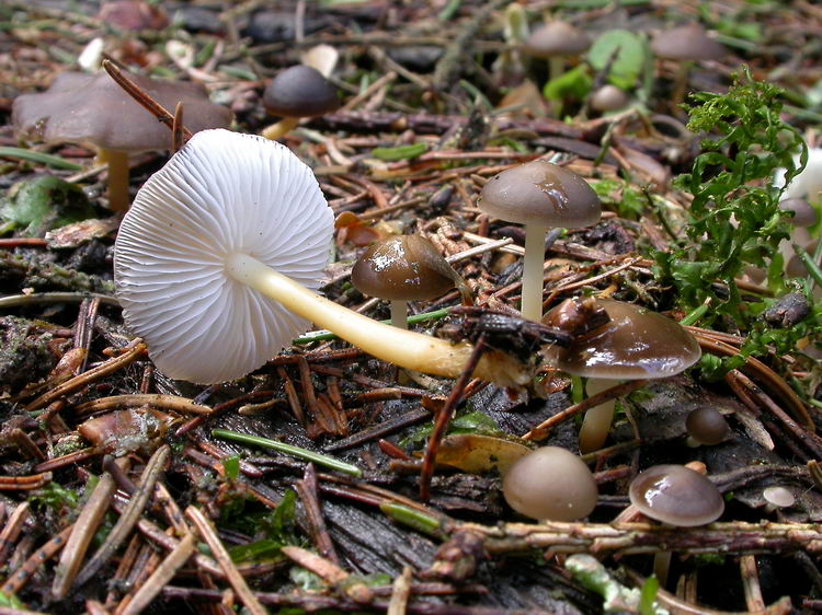 Strobilurus esculentus Bild 1