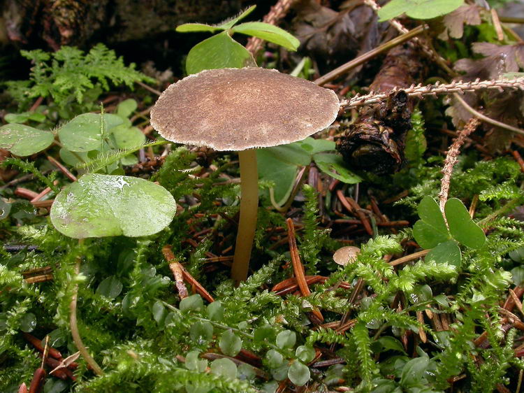 Strobilurus esculentus Bild 5