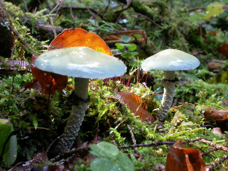 Stropharia aeruginosa Bild 1