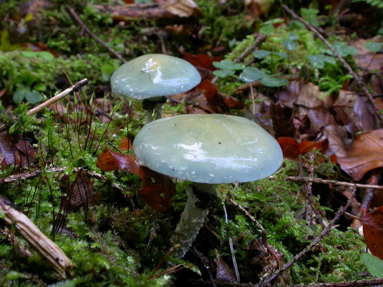 Stropharia aeruginosa Bild 2