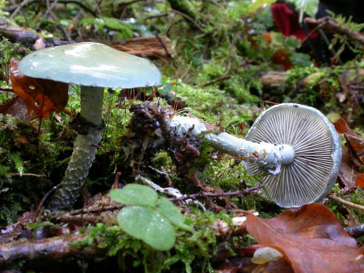 Stropharia aeruginosa Bild 3