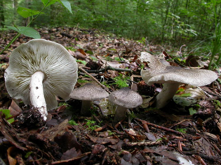 Tricholoma argyraceum Bild 1