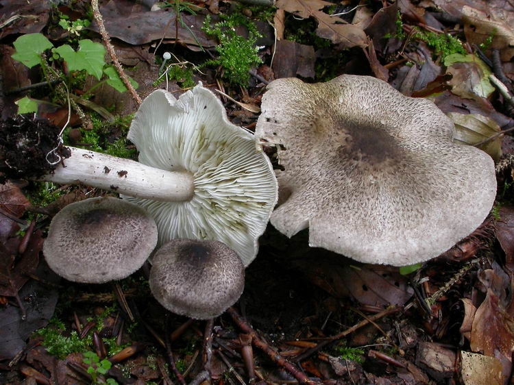 Tricholoma argyraceum Bild 2