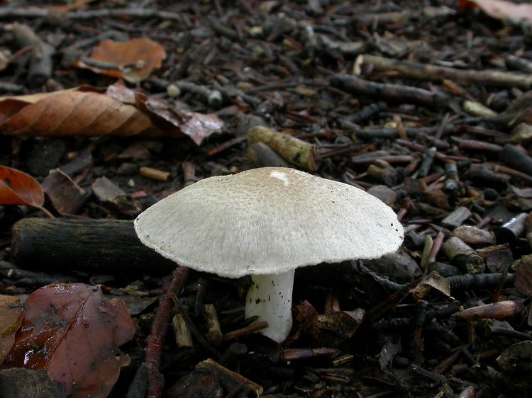 Tricholoma argyraceum Bild 3