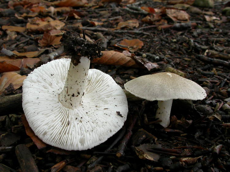 Tricholoma argyraceum Bild 4