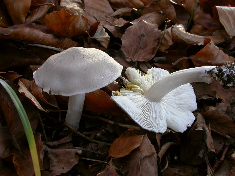 Tricholoma argyraceum Bild 5