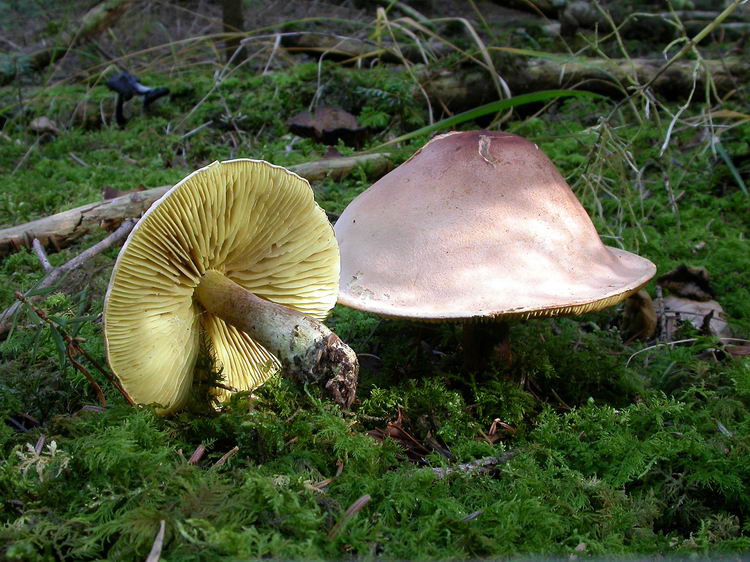 Tricholoma bufonium Bild 1