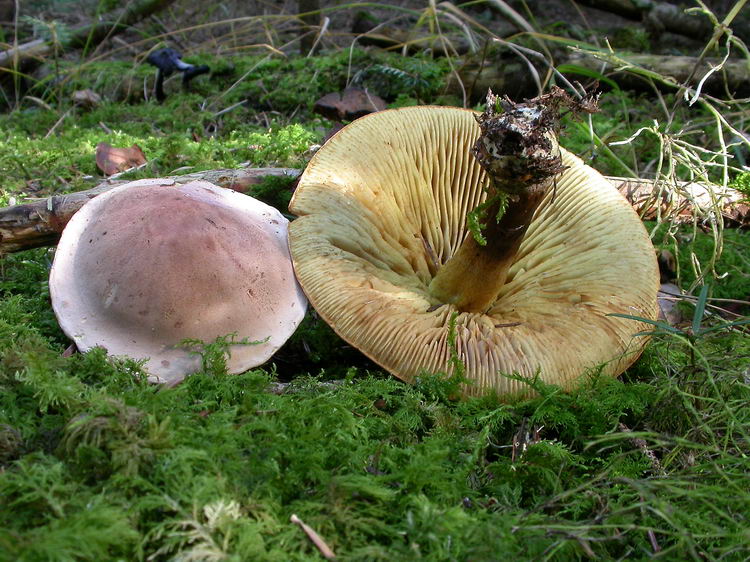 Tricholoma bufonium Bild 2
