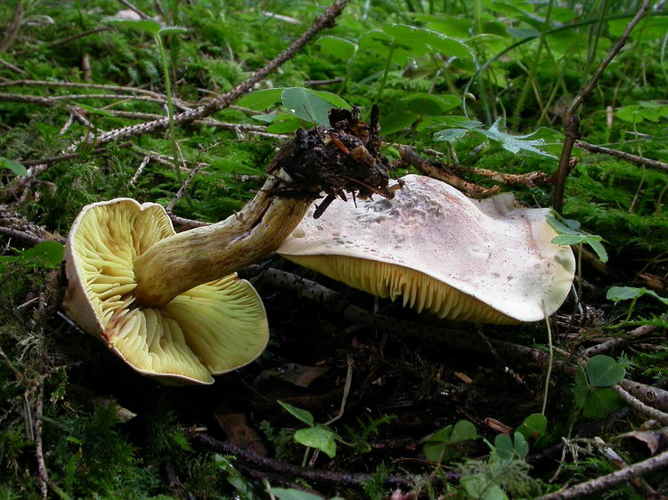 Tricholoma bufonium Bild 3