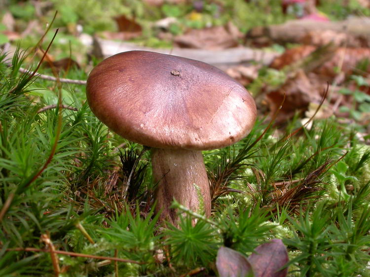 Tricholoma pseudonicticans Bild 1