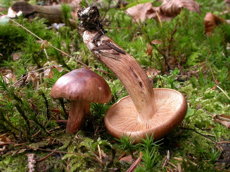 Tricholoma pseudonicticans Bild 2