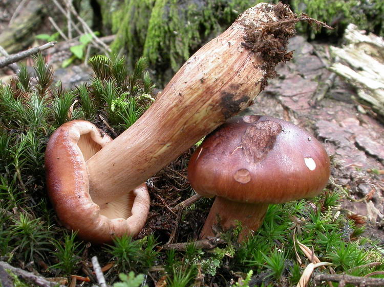 Tricholoma pseudonicticans Bild 3