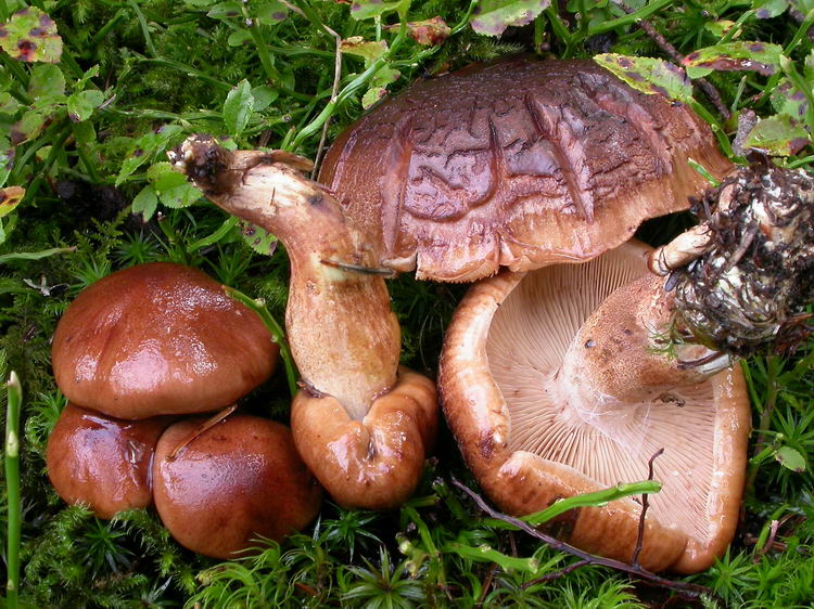 Tricholoma pseudonicticans Bild 4