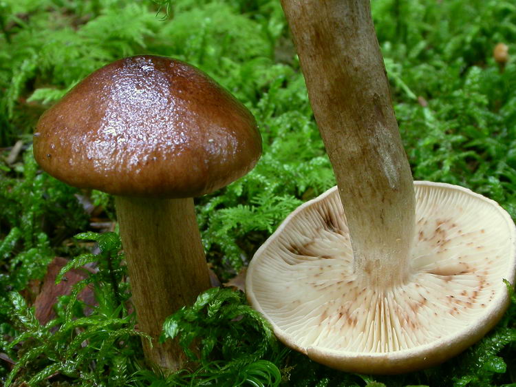 Tricholoma pseudonicticans Bild 5
