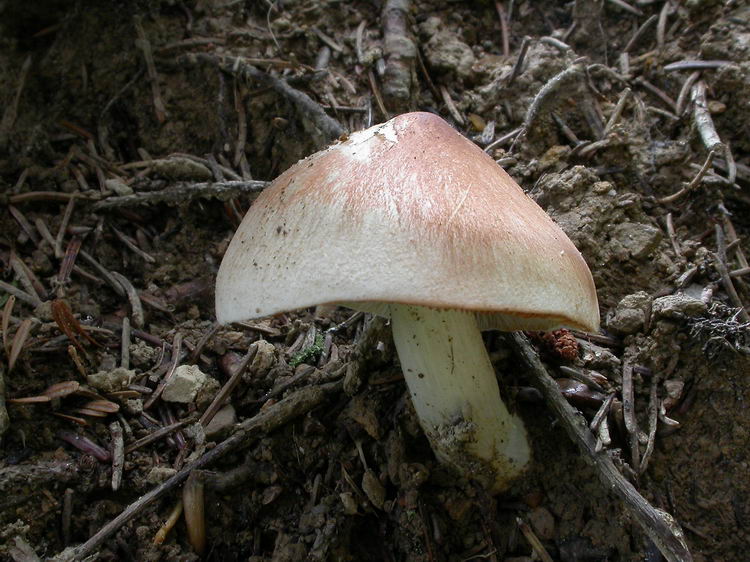 Tricholoma saponaceum Bild 1