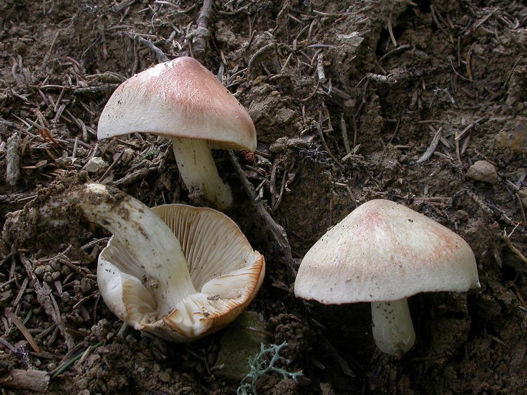 Tricholoma saponaceum Bild 3