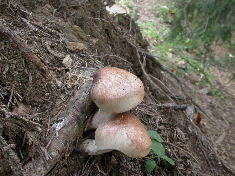 Tricholoma saponaceum Bild 4