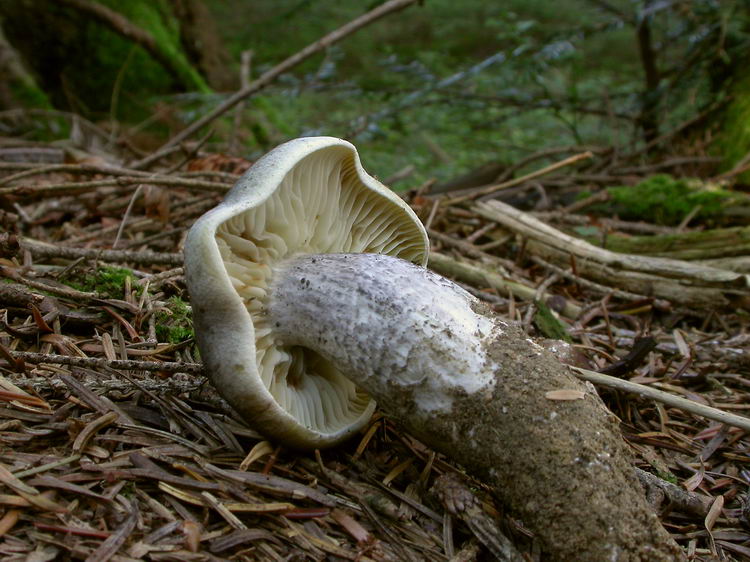 Tricholoma saponaceum Bild 6
