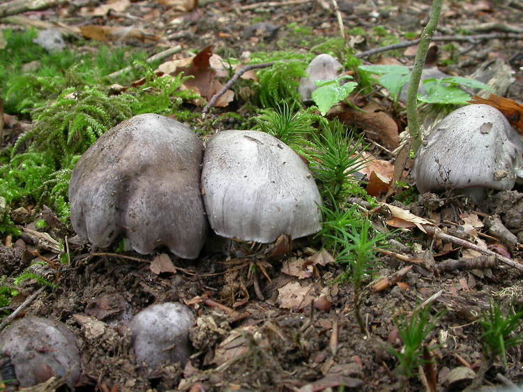 Tricholoma sciodes Bild 1