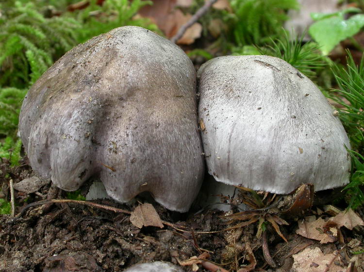 Tricholoma sciodes Bild 2