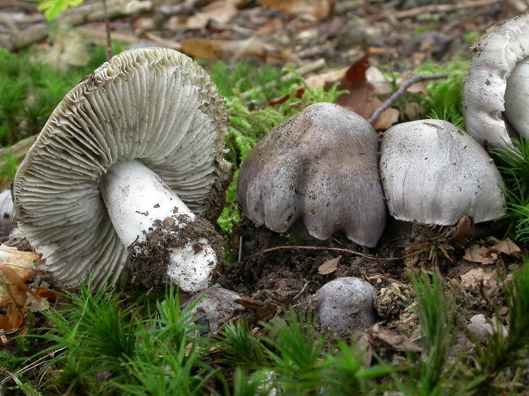 Tricholoma sciodes Bild 3