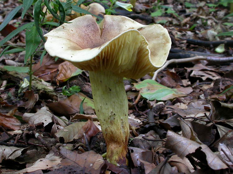 Tricholoma sulphureum Bild 2
