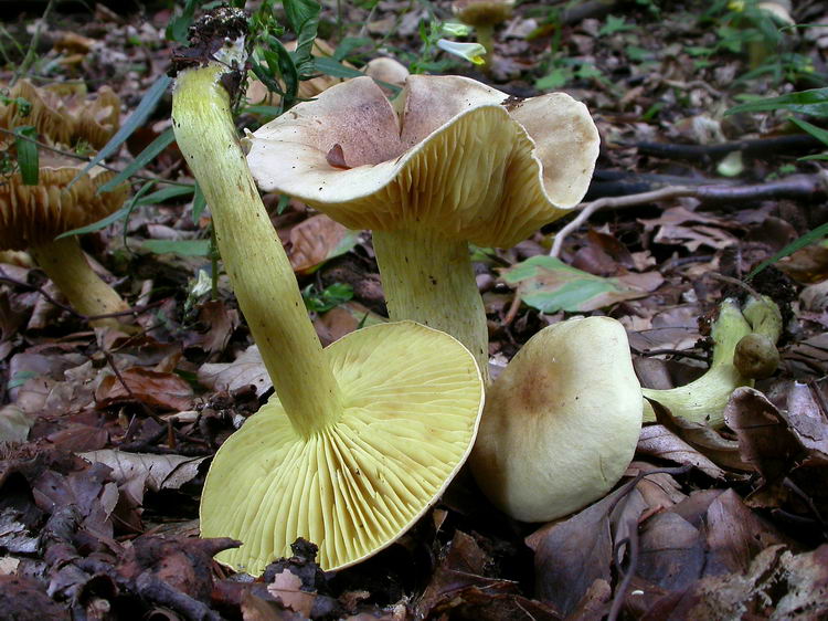 Tricholoma sulphureum Bild 4