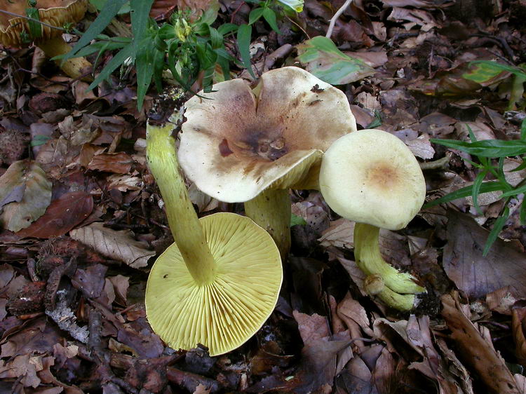 Tricholoma sulphureum Bild 5