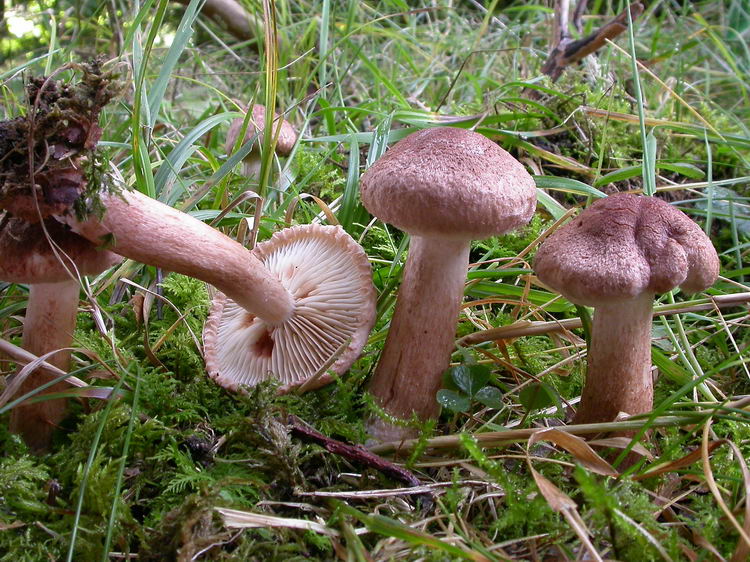 Tricholoma vaccinum Bild 1