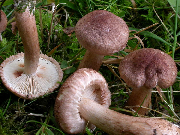Tricholoma vaccinum Bild 2