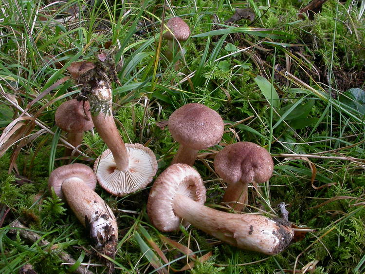 Tricholoma vaccinum Bild 3